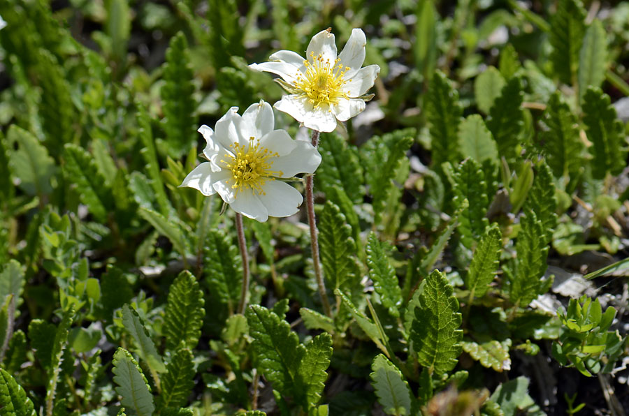 Dryas octopetala